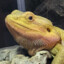krokiette