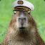Captain Capybara
