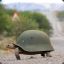 Army_turtle