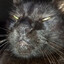 i love my cat