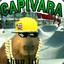 CAPIVARA RADICAL