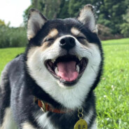 谁不喜欢鳗鱼呢