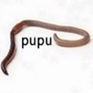 pupu