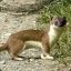 RN_Weasel