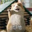 流浪连