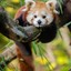 WiseRedPanda