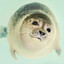 SeaPupper