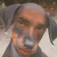 albanian trans dog