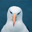 TheAlbatrosDK Smurf #3