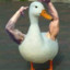 DuckyBoi