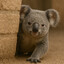 KoalaPeek