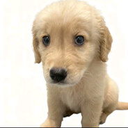 为美好的世界献上