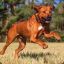 Ridgeback