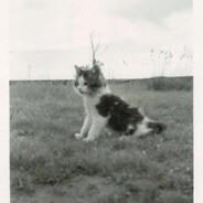 Madcat