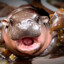 Moo Deng