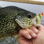 6inch Crappie Jig