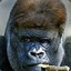 Gorilla03
