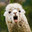 Karl das Lama