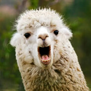 Karl das Lama