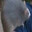 fat chud rat avatar