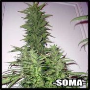 (¸•*´¯`*•» [!☆|¢яυик☆]٩(●̮̮̃•̃)