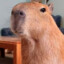 Capybara89
