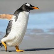 LePingouin