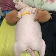 TiVidiRX