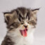 Котик. Мяу Мяу Мяу