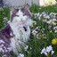 Lynxi