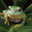 Frog's avatar