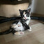 Obliiza's avatar