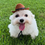 Perrito