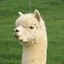 iEdi The Alpaca