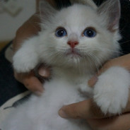 西丽小型飞行器驾驶员