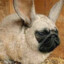 RabbitPug53