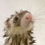 pathetic rat's avatar