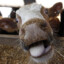 MJR Mad Cow