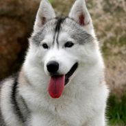 Husky Lee