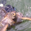 Bougainville rape turtle