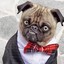 Pug`