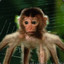 Spidermonke