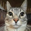 Zazu cat