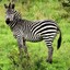 _Green_Zebra