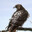 Hawkdall