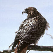 Hawkdall