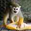 a common squirrel monkey