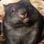 TheHappyWombat