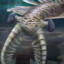 Anomalocaris