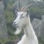 The Mountain Goat